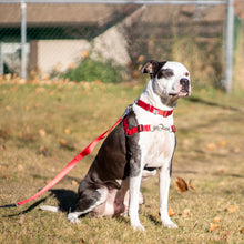Load image into Gallery viewer, K9 Reliable Dog Harness